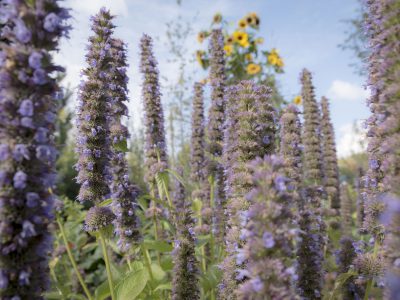 Blumen im Bader Garten