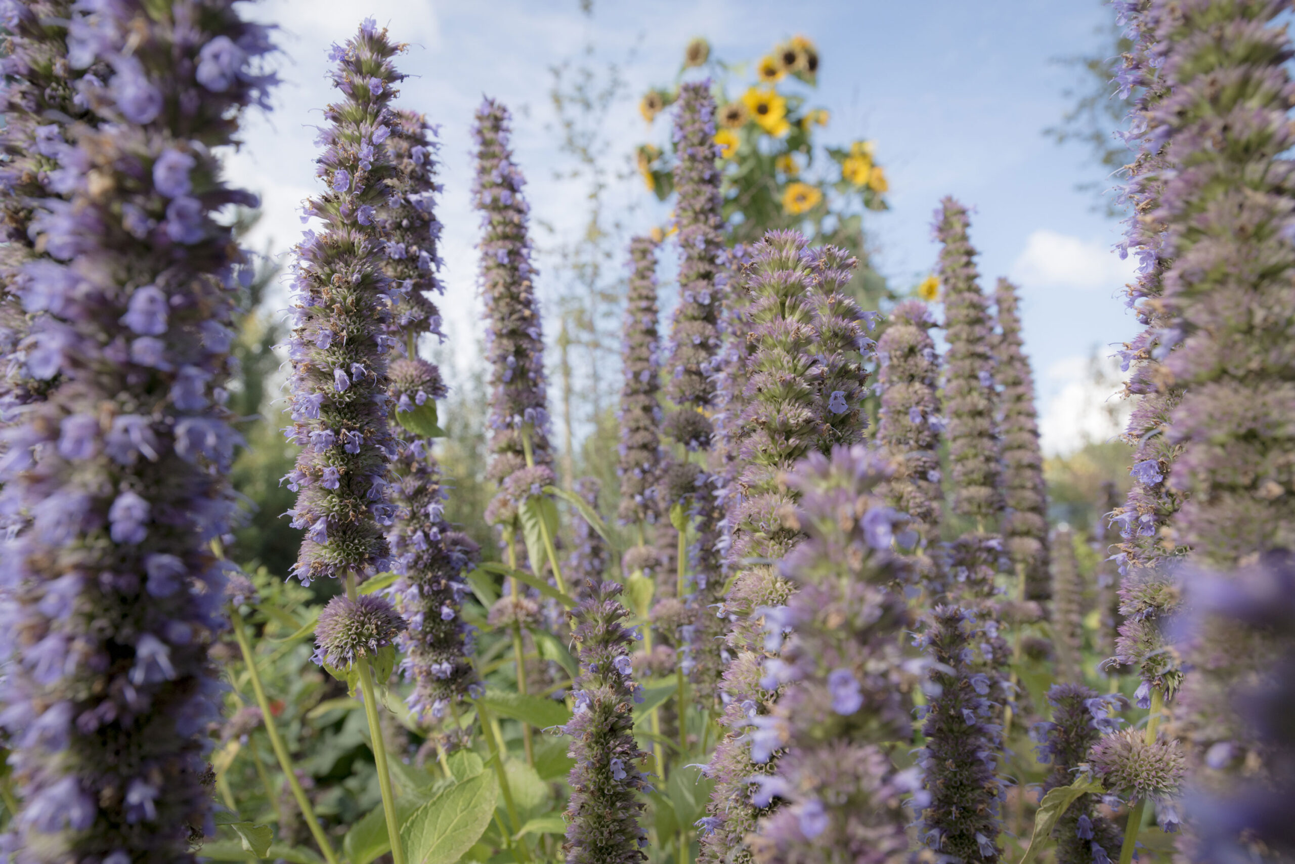 Blumen im Bader Garten